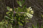 Largeflower milkweed